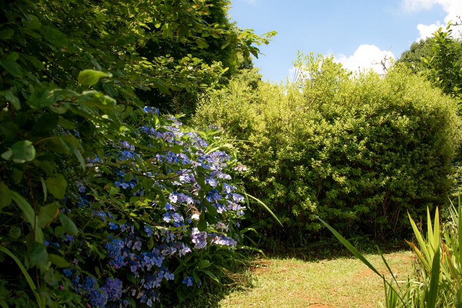 Hydrangea border in bloom